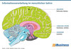 Preview von Informationsverarbeitung im menschlichen Gehirn